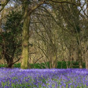Garston Wood RSPB Nature Reserve near Sixpenny Handley - Andrew Chorley AWD Photography