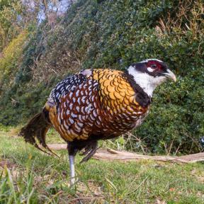 A Reeves Pheasant near Garston Wood, Sixpenny Handley - Andrew Chorley AWD Photography